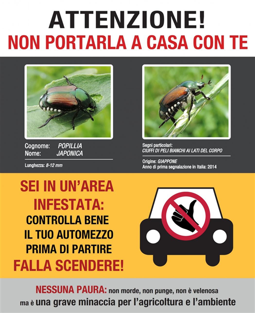 Popillia japonica - Piano dazione 2026 della Regione Piemonte