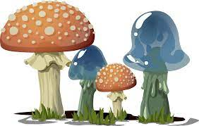 Attività dell’Ispettorato Micologico rivolta alla popolazione. Consulenza gratuita per la popolazione in merito al riconoscimento dei funghi epigei freschi e certificazione dei funghi epigei freschi per la vendita al dettaglio. Autunno 2025.